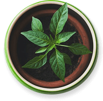 potted-plant-1-1 Potted Plant 1 1